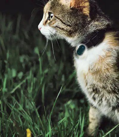 Halloween : comment protéger son chien et son chat ?