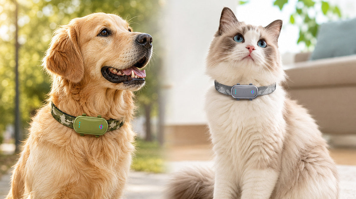 Traceur GPS pour animaux : le guide complet pour bien choisir