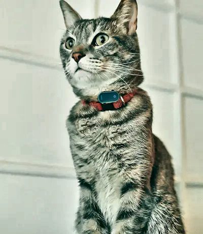 Chat tigré avec un traceur GPS accroché à son collier