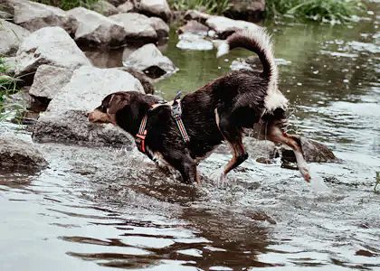 Chien en promenade dans une rivière avec un traceur GPS