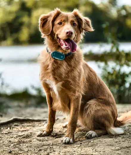 Chien roux portant un traceur GPS sur son collier